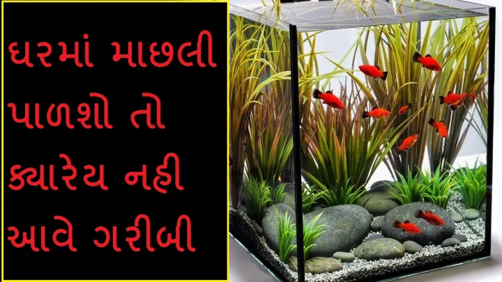 માછલી પાળશો તો