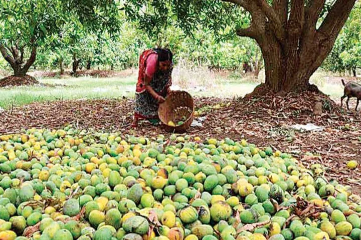 કેસર કેરીનો પાક નિષ્ફળ