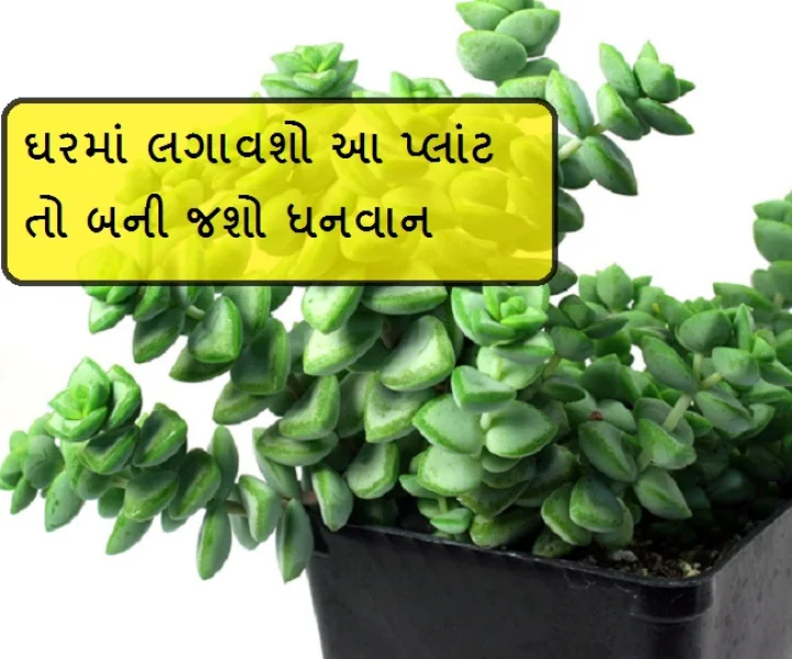 ક્રાસુલા
