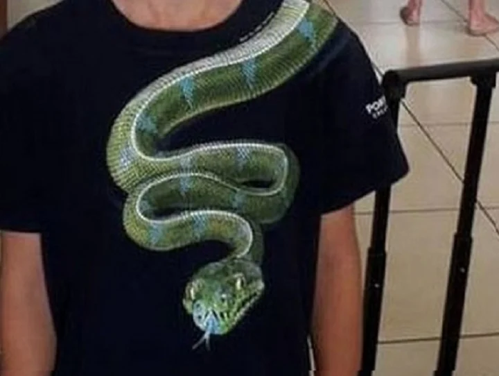 ટી શર્ટ પર અજગર