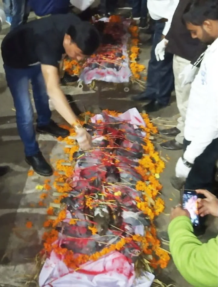 Birds are dead in kite flying