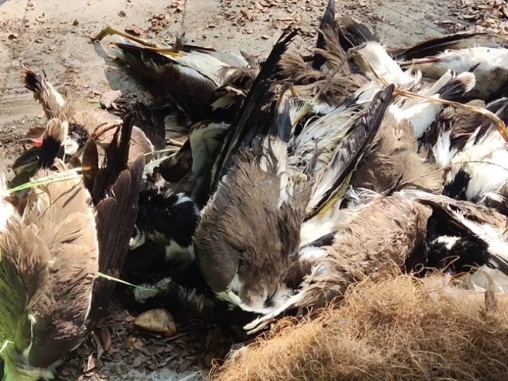 Bird flu symptoms