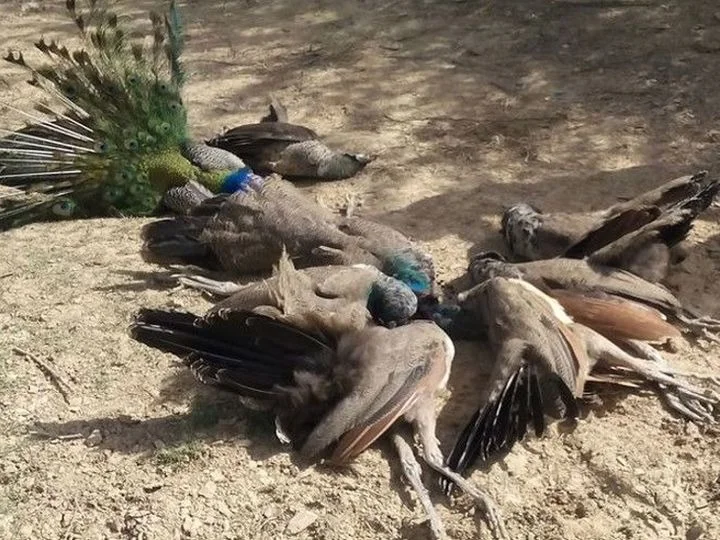 surat bird flu enters