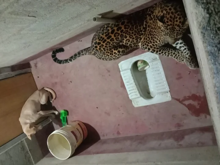 Stray dog locked up in toilet