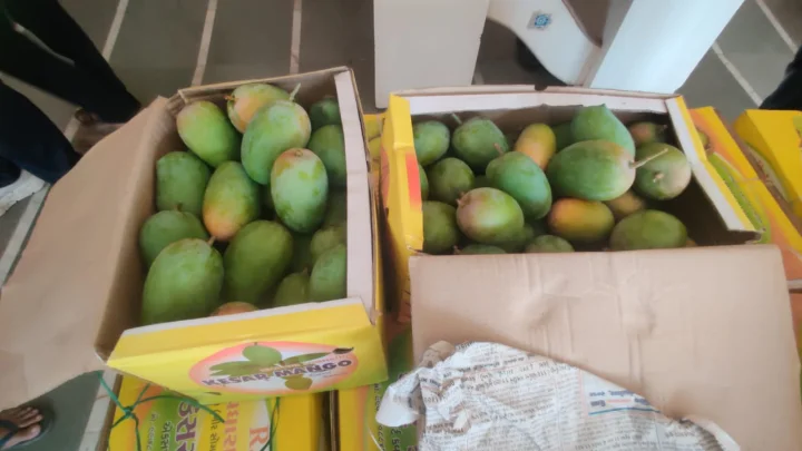 ગીરની વિશ્વપ્રસિદ્ધ કેસર કેરી