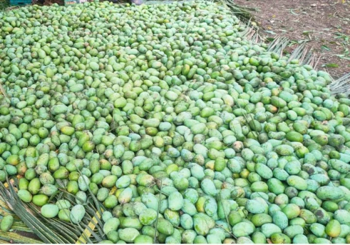 કેસર કેરી