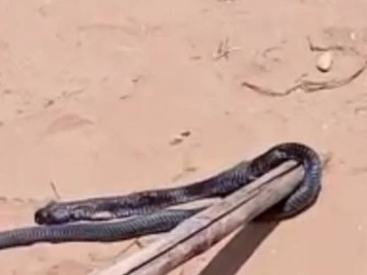 Snake First Bit