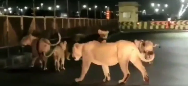 વીડિયો થયો વાયરલ
