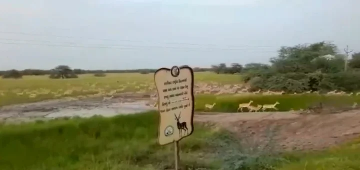 deers-seen-crossing-road