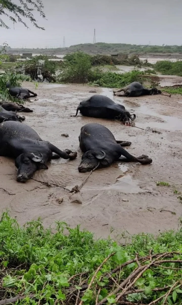 heavy rain in jamnagar