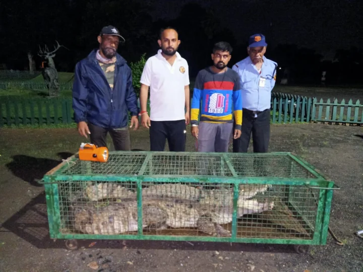 8-foot crocodile rescued 