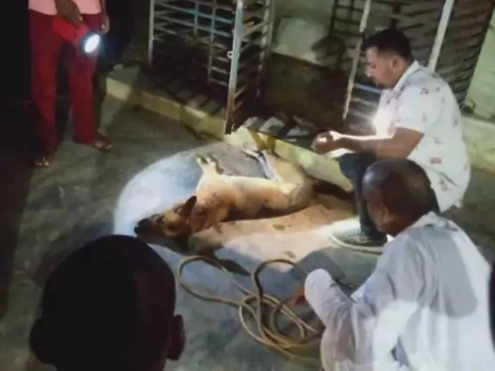 After the accidental death of the owner in Danta