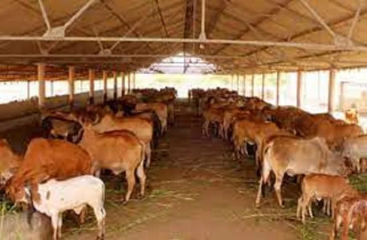 58 ગાયોનુ મોત