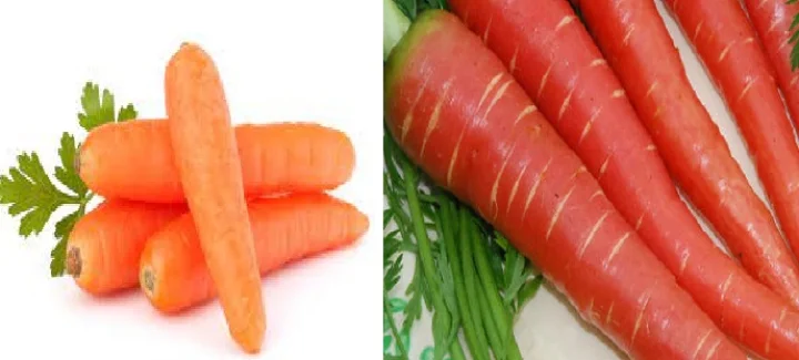 carrot
