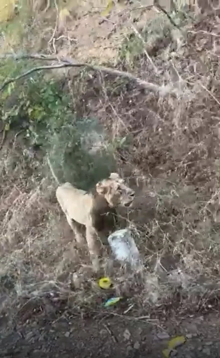 અમરેલી નજીક રસ્તા પર