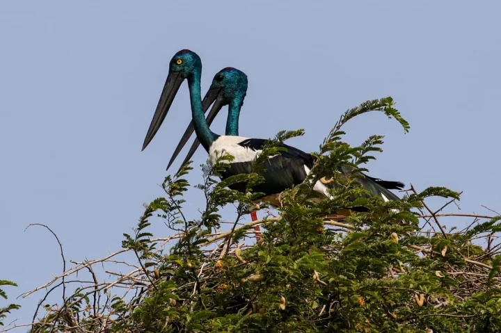 Water lovers' birds began to romance in the sea