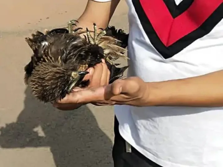 Birds fall from the sky as heatwave scorches India