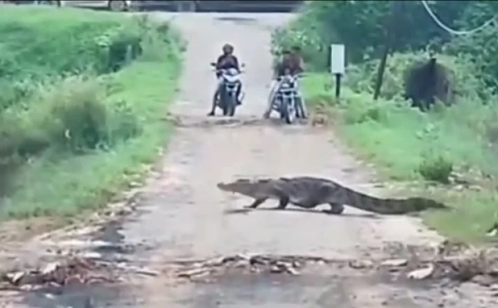 crocodile