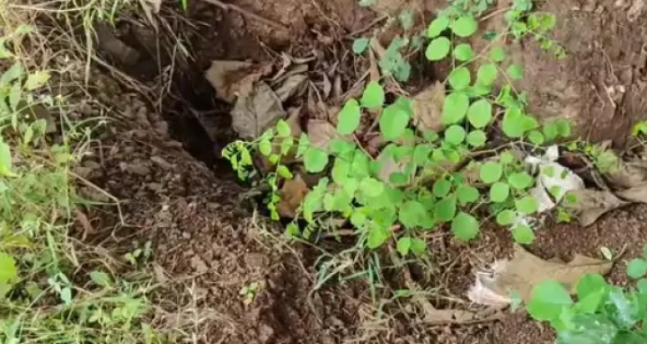 Sacrifice of 14-year-old girl by father, Sacrifice of girl child in the name of Tantric rituals