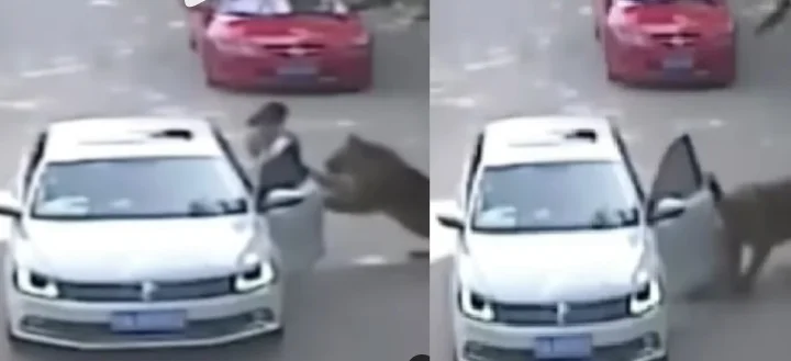 LION CAR WOMAN