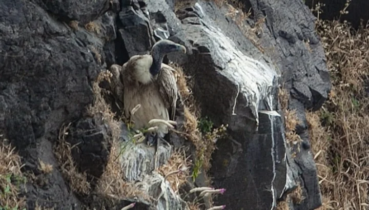 પાવાગઢમાં મહાકાળી માતાનાં મંદિર