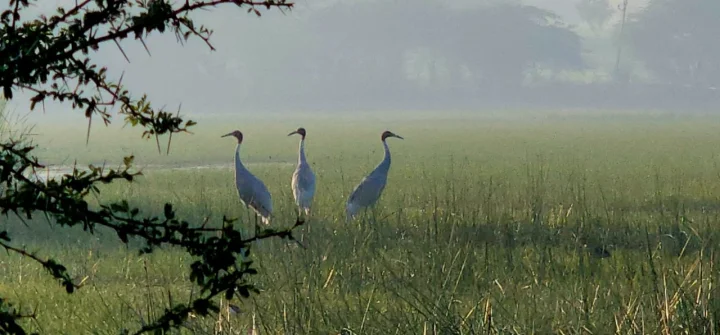 The beautiful birds of Dahod