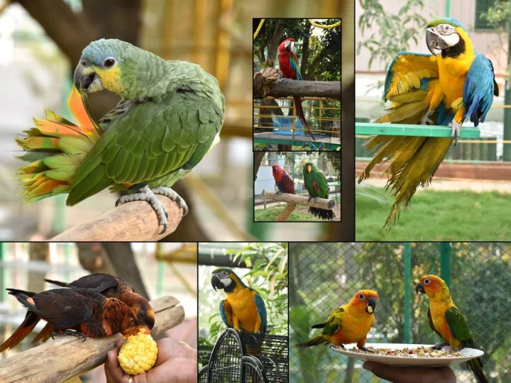 Belimora Bird-Park A New Lookout for Nature Enrichment