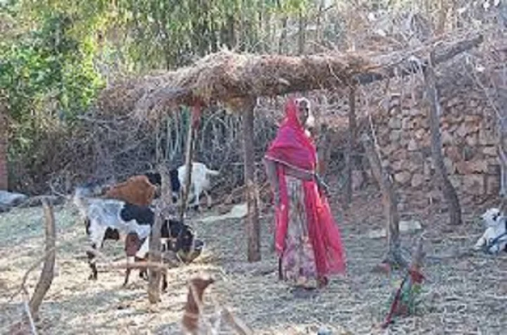 adivasi