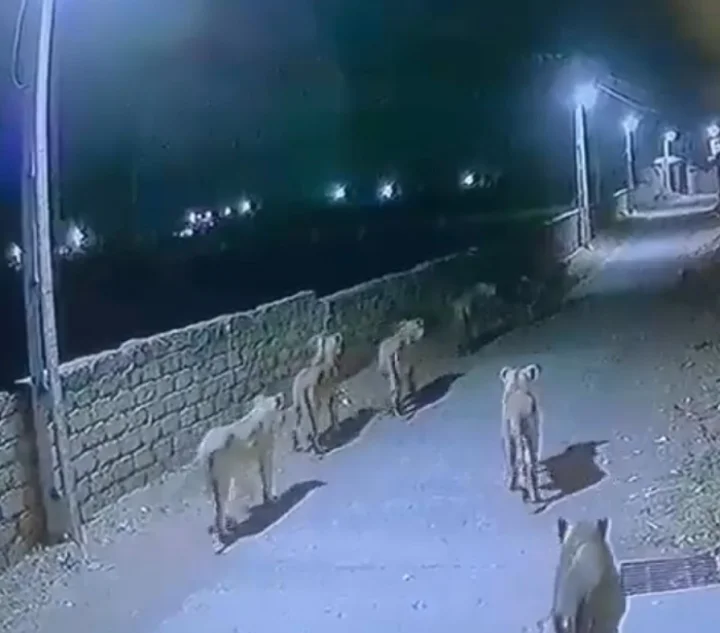 lion