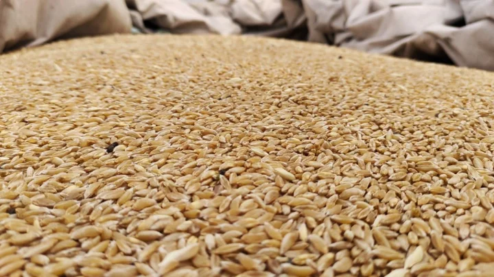 Bhaliya wheat