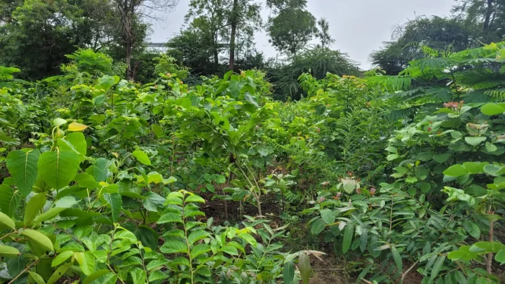 આંતરરાષ્ટ્રીય વન દિવસ