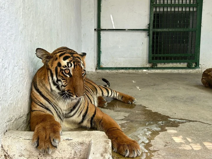 Two Royal Bengal Tigresses