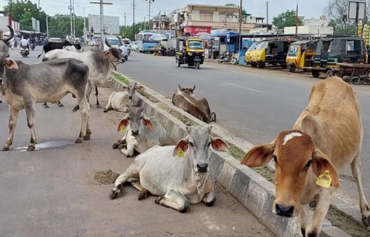 stray cattle