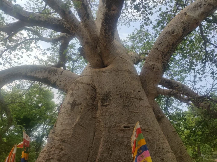 A heritage tree that has stood firm for 950 years