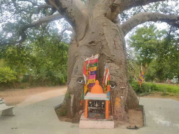 A heritage tree that has stood firm for 950 years