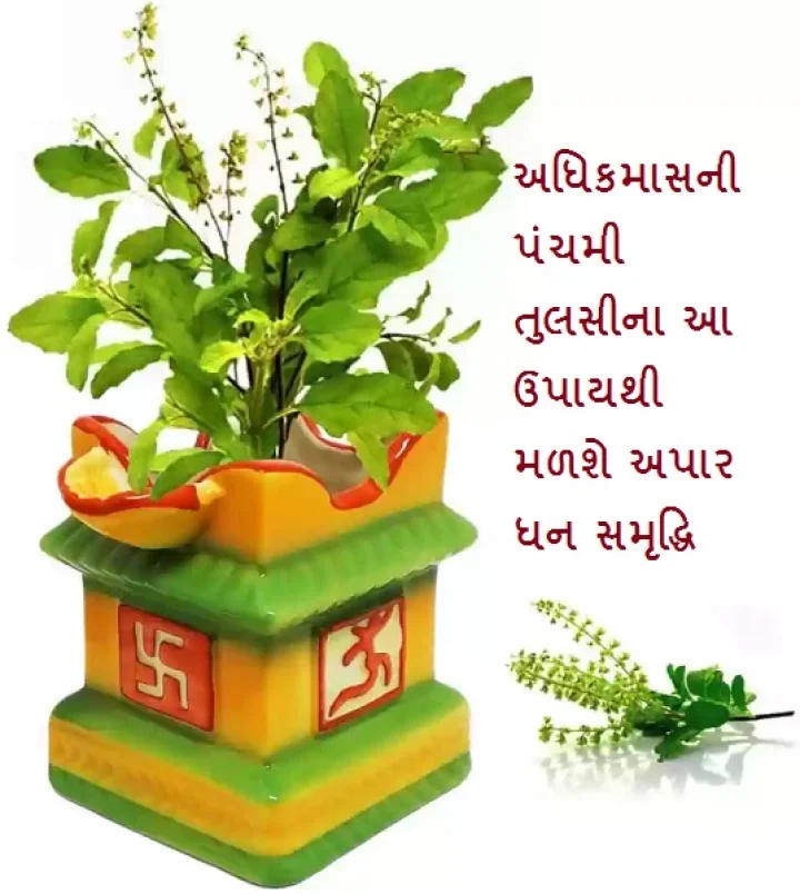 tulsi