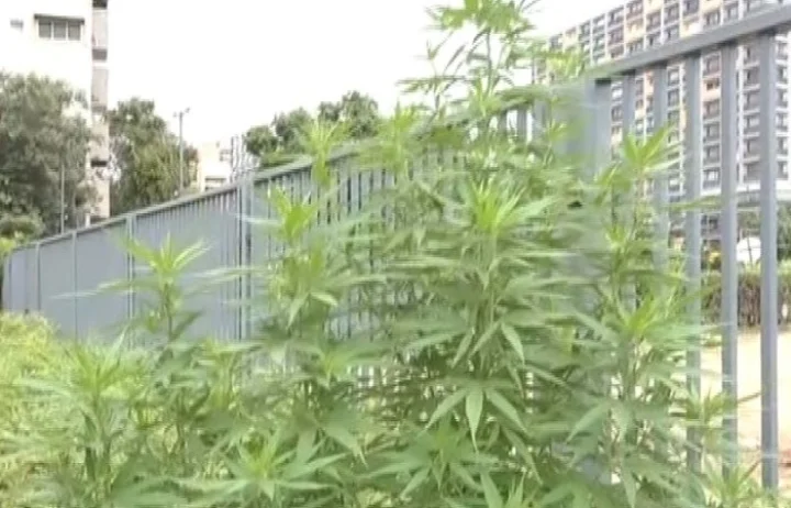 ganja plant