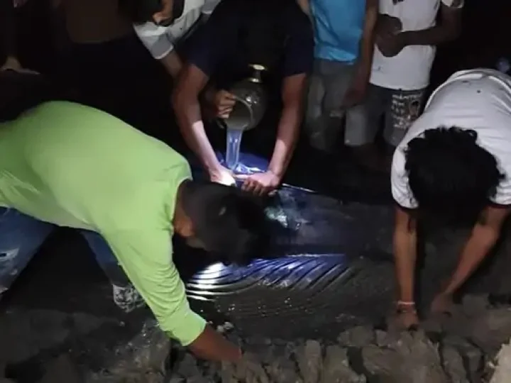 A 20-foot baby whale on the beach