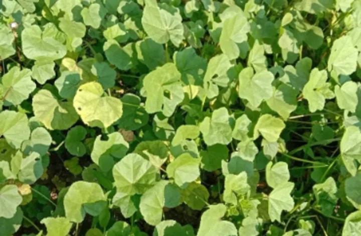 lafa saag
