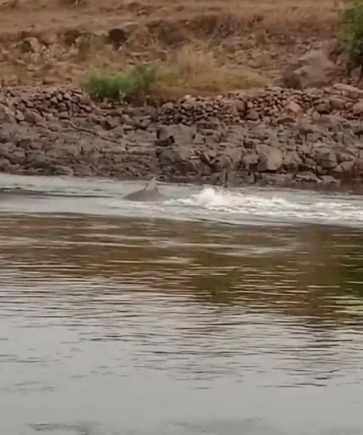 palghar shark attack