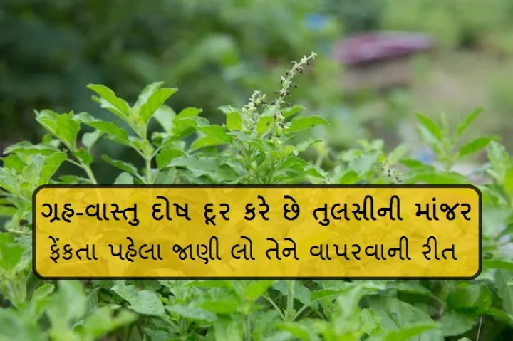 tulsi manjar