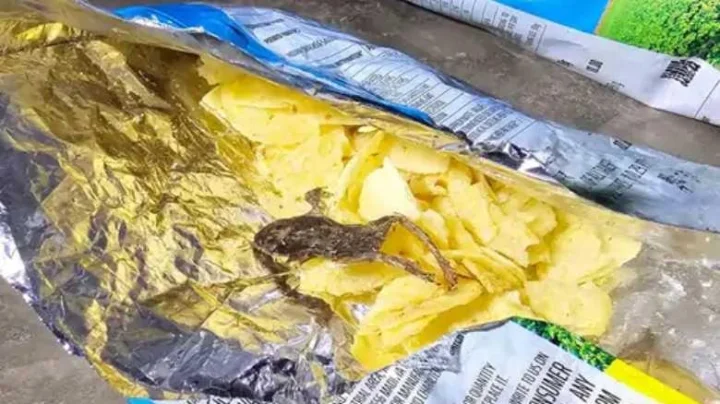 बालाजी वेफरच्या पॅकेटमध्ये मृत बेडूक सापडला, अन्न विभागाने केली तपासणी
