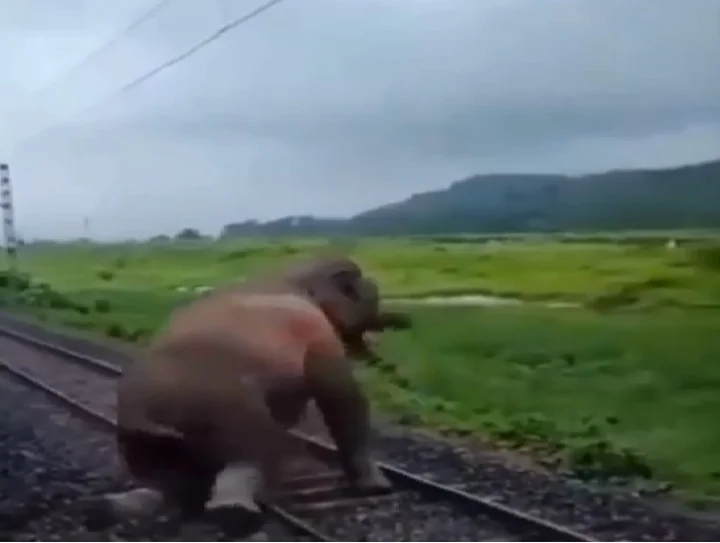 Elephant video viral