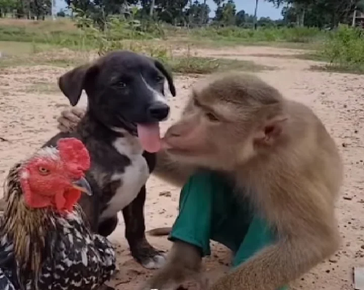 romance on the monkey and the dog