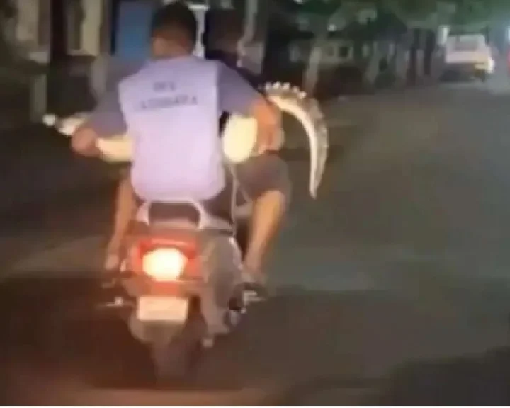 crocodile in lap
