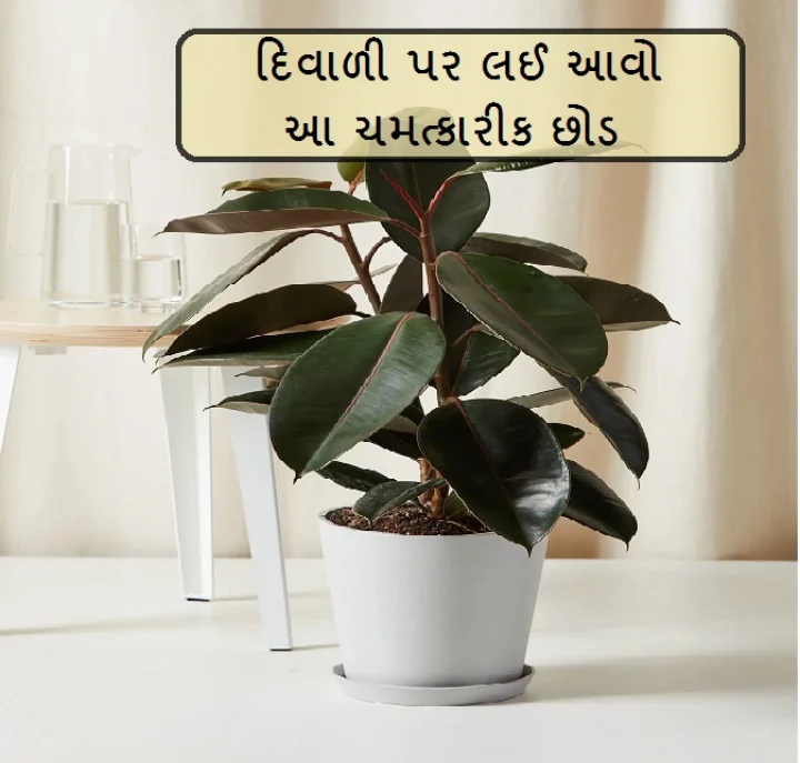 vastu plant