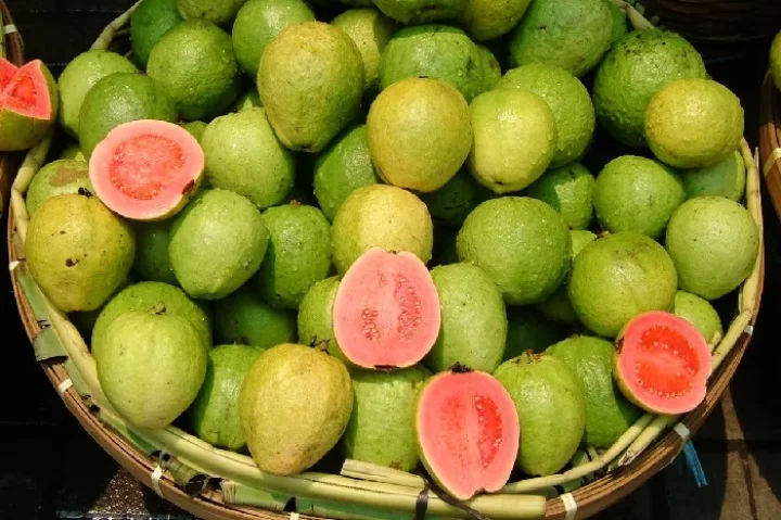eating guava in winter