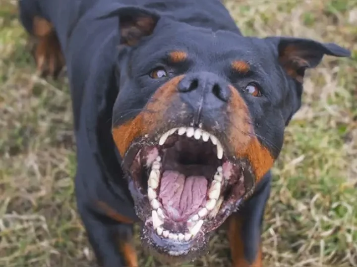 Rottweiler dog attack