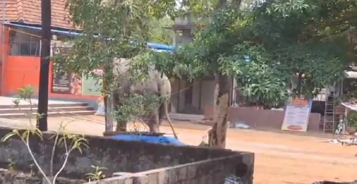 Kerala elephant rampage