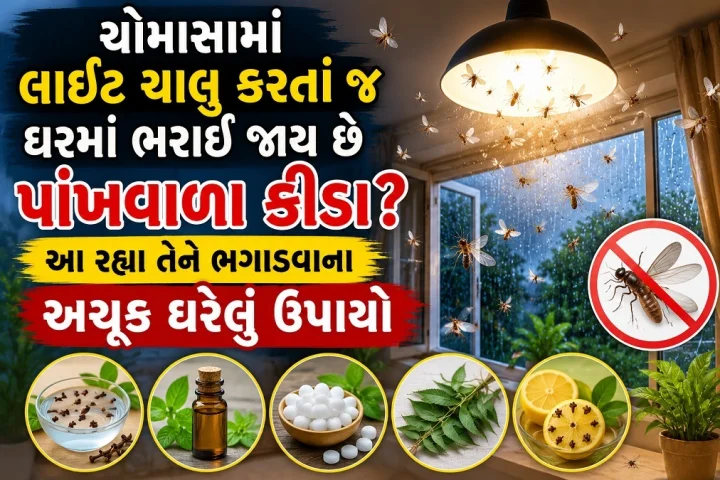 ચોમાસામાં લાઈટ ચાલુ કરતાં જ ઘરમાં ભરાઈ જાય છે પાંખવાળા કીડા? આ રહ્યા તેને ભગાડવાના અચૂક ઘરેલું ઉપાયો